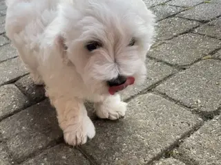 Coton de Tulear hvalp 8 uger 