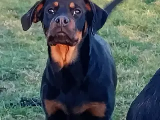 Frække Cane corso x rottweiler hybrid søger rette 