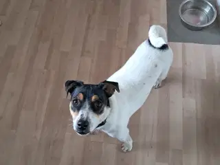 En dejlige svenskgårdhund hvalp på 8 mrd sælger 