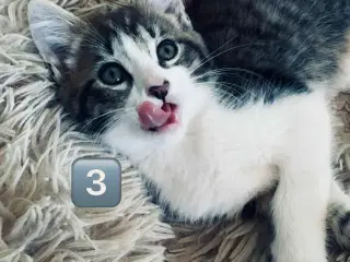 Maine coon 