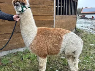 Alpacaer sælges