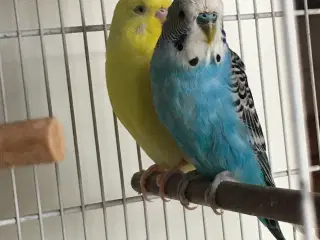 1.1 undulat og legetøj