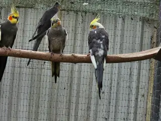 Grå Nymfe parakitter