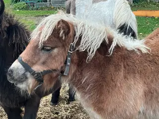 Hoppe - Bellis sælges - fuld stamtavle.