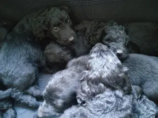 Allergivenlige labradoodle hvalpe 