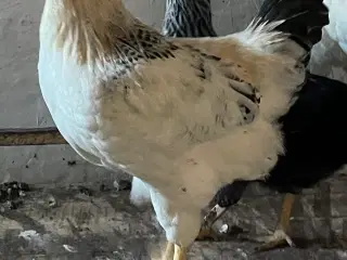 Hane fra August måned. 