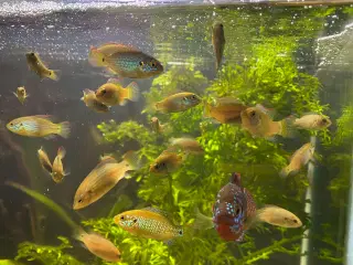 Red Juwel cichlid