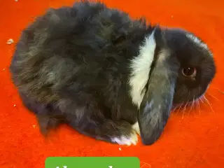 Mini Lop Kaninunger 