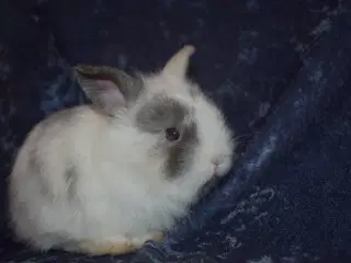 Minilop/Teddy dreng 