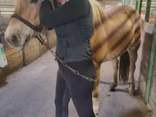 Kranio- Sakral terapi til hest