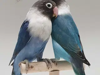 Sorthovedet Dværgpapegøjepar 