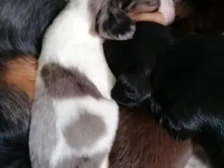 Langhåret dværg gravhund 