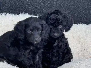 ✨🐾 Engelske Cockapoo hvalpe søger nye hjem 