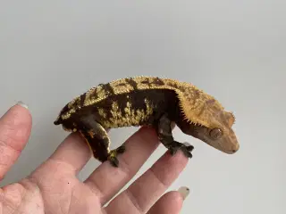 Kronegekko