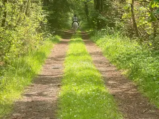 Welsh pony 