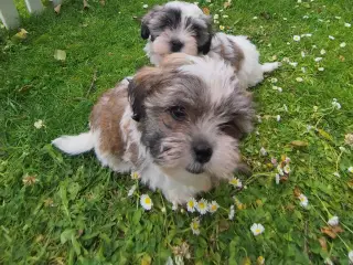 shih tzu piger