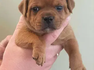 Smukke Staffordshire Bull Terrier hvalpe DKK 