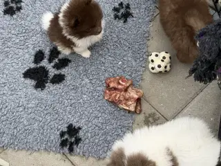 Meget smukke Pomerania hvalpe 