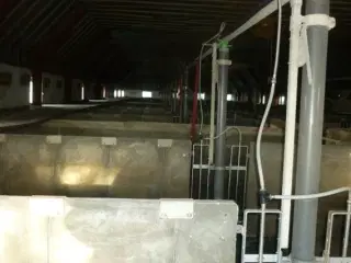 - - - 40 slagtesvinstier beton