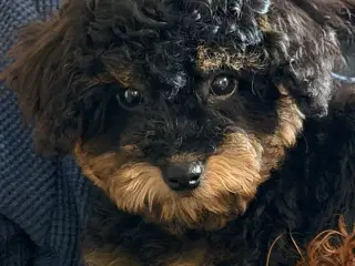 Skønne Cavapoo F2b