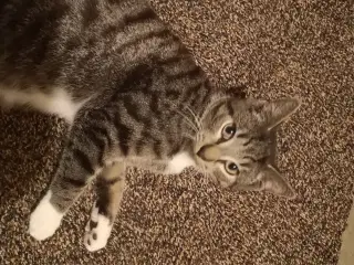 Meget kælen han kattekilling