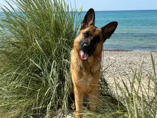 Schæferhund tæve skøn pige 