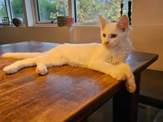 Maine Coon killing m/stamtavle 