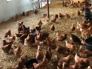 Høner