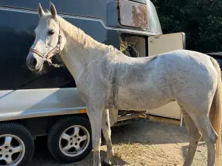 Skøn 1. Pony til den erfarne rytter