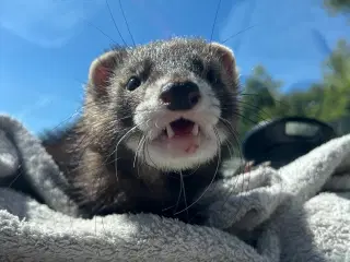 Prins søger nyt “slot”