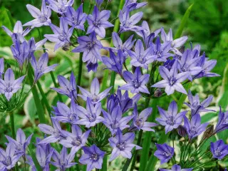 Smukke trillingeliljer - 3X100 stk løg UDSALG