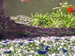 Neocaridina Blue Dream Rejer