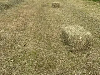 Hø