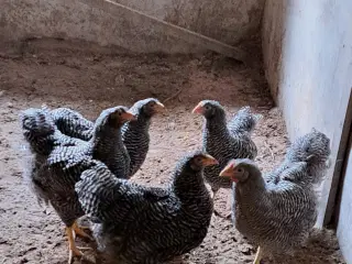 Høns Wyandotter Tværstribet Stor race