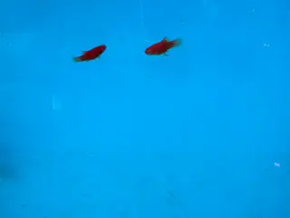 Platy