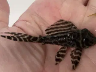 236, Cracked Zebra Pleco