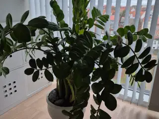 Grøn plante, Lykkebregne, Zamioculcas, sund, frisk