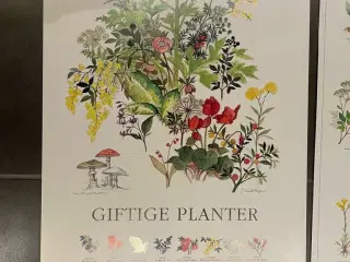 Plante Plakat