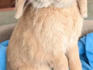 Kastreret minilop kanin 