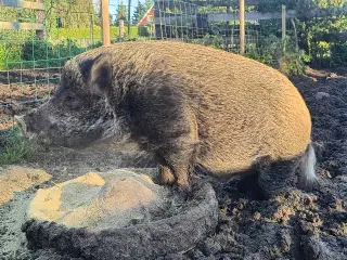 Mini Uldgris orne