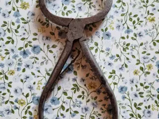 Kandis tang