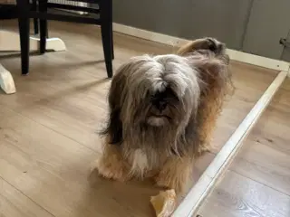 Lhasa apso han 