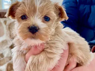 Allergivenlige blandingshvalpe Bichon Havanais / S