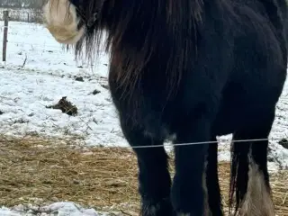 Skønneste irish cob hoppe sælges 