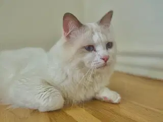 Smuk Ragdoll-hankat søger nyt kærligt hjem