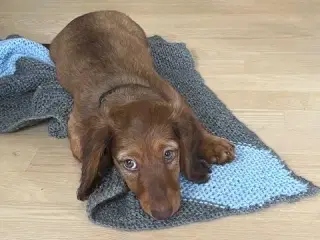 Langhårede Gravhundehvalpe til salg