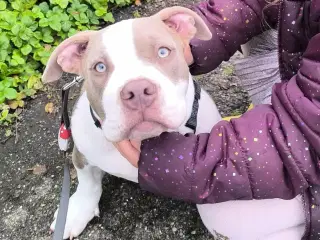 🏆Topkvalitets American Bully hanhvalp 