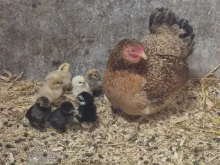 Hønemor med kyllinger 