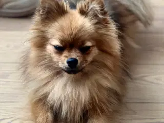 Hund søger blivende familie med store børn