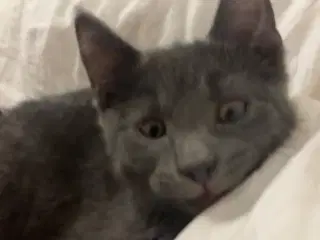 Domestic Blue han killing